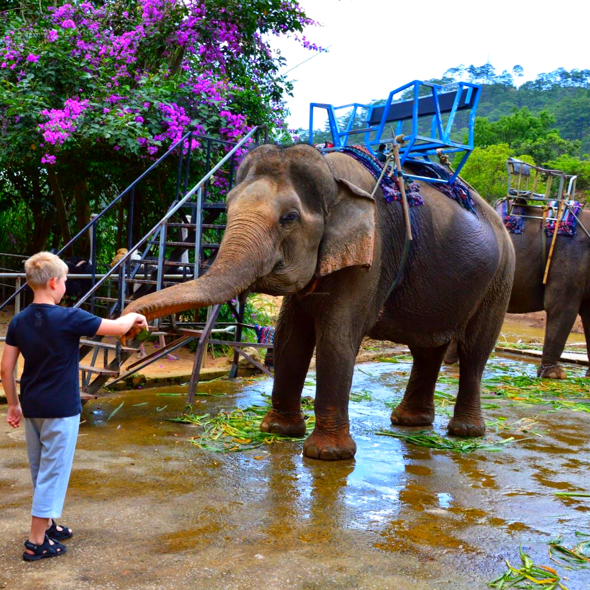 Экскурсия к слонам из Муйне. Приглашаем вас в Далат - город любви и цветов 